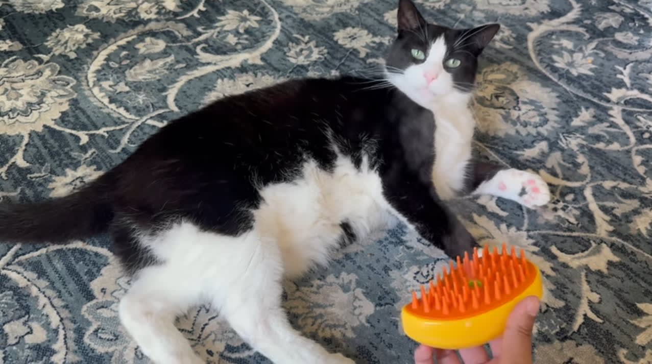 Escova a Vapor para Pets 3 em 1 - Image 8